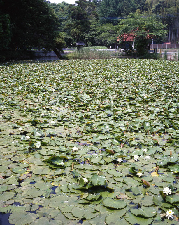 「睡蓮の咲く池」