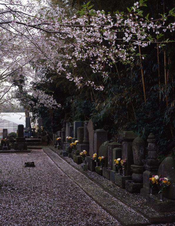 桜散る墓域