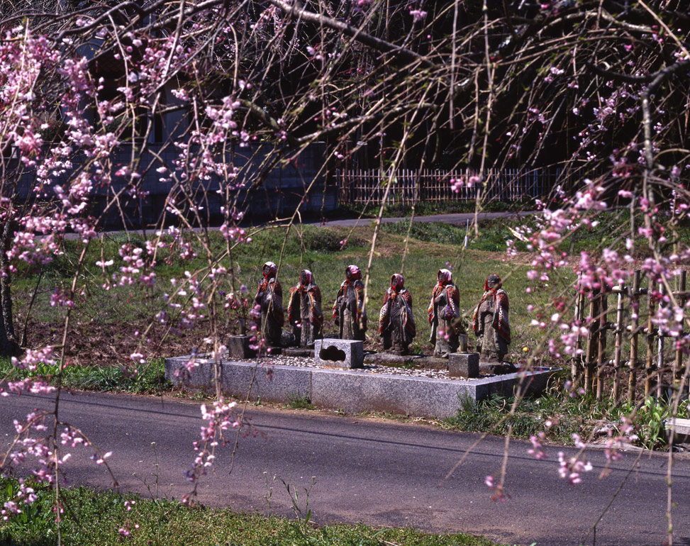 「六地蔵と枝垂れ桜」