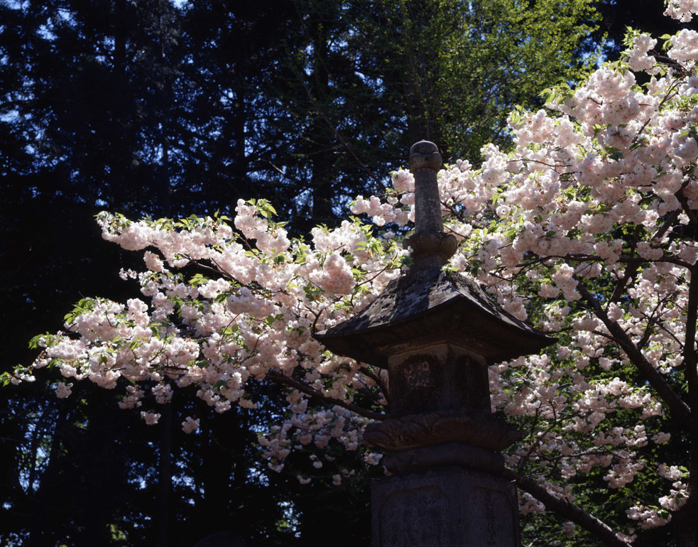 八重桜と石塔