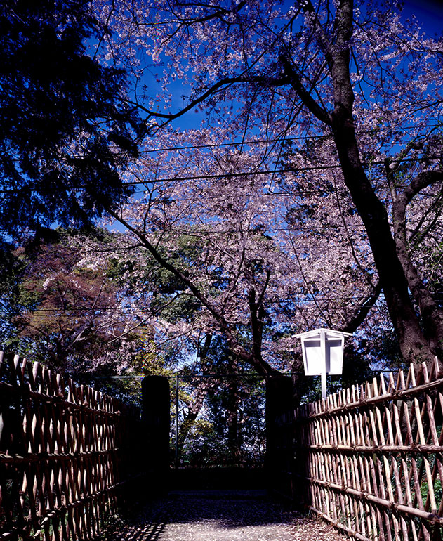 「竹垣と桜」